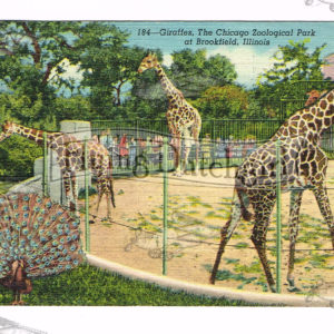 Vintage Postcard – 1947  “Brookfield Zoo”  Brookfield, Ill.