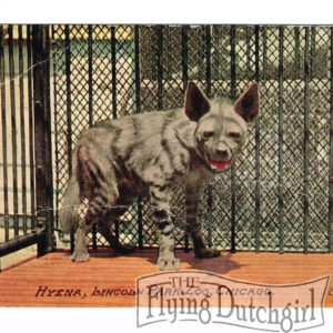 Vintage Postcard – 1911  “Hyena”  Lincoln Park Zoo, Chicago.