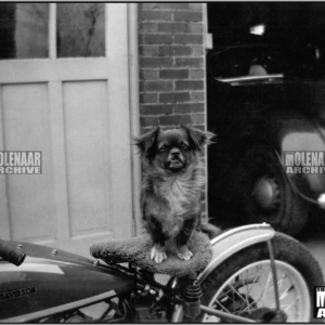 Vintage Photo “Cute Dog on Period Modified 45 DL” #1 Molenaar Harley-Davidson