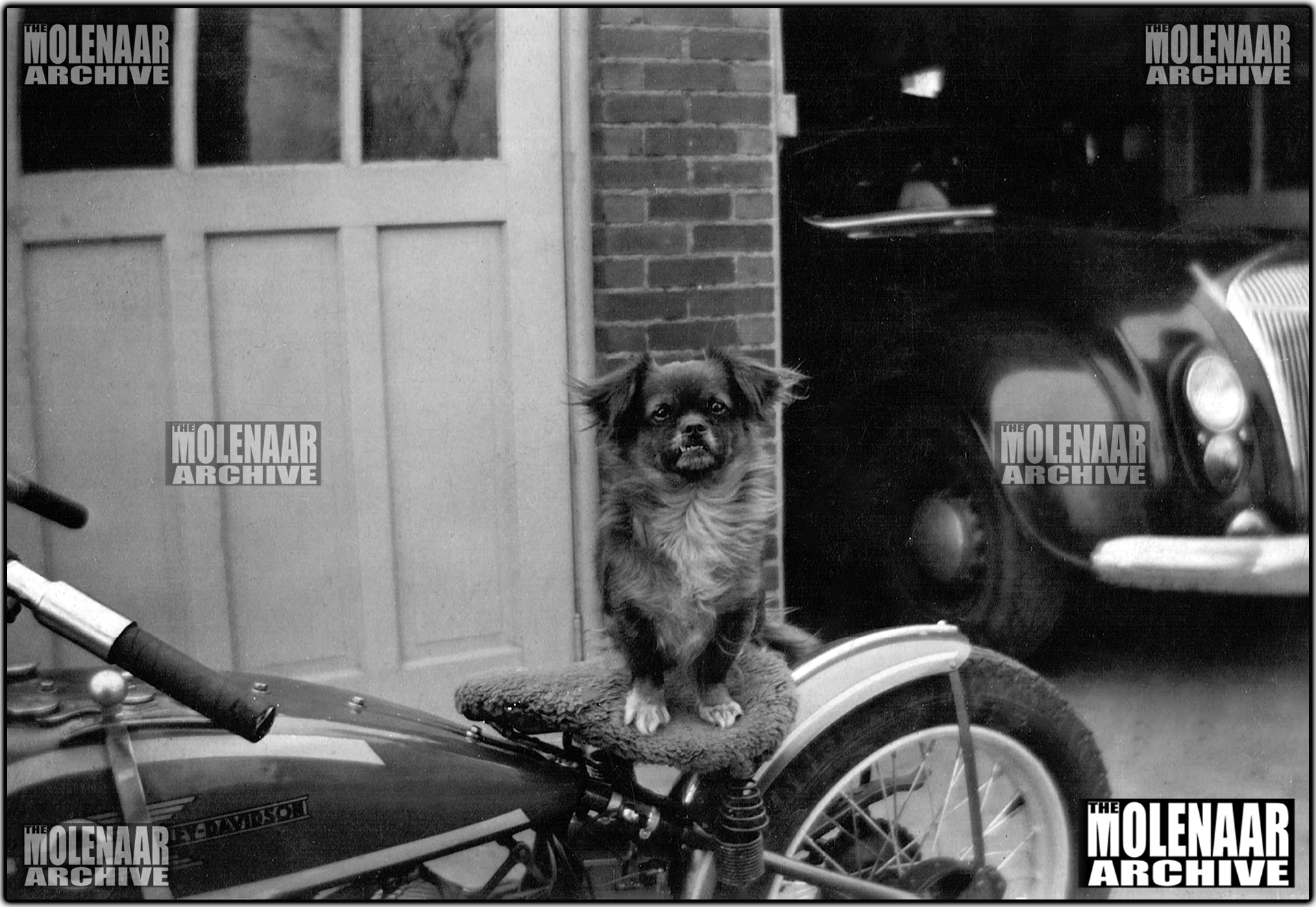 Vintage Photo "Cute Dog on Period Modified 45 DL" #1 Molenaar Harley-Davidson