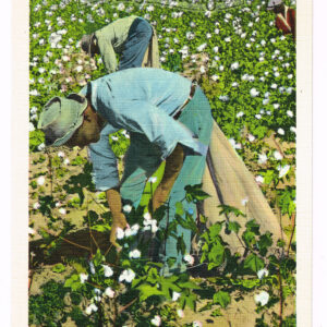 Vintage 1940’s Black Americana Linen Postcard  “Cotton Pickers at work”