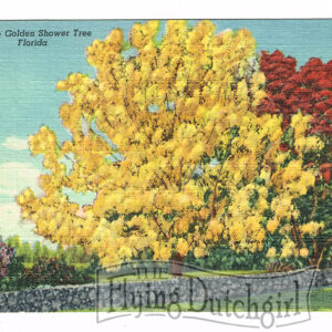 Vintage Linen Postcard – 1930’s  “Golden Shower Tree”  Florida.