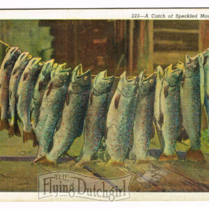 Vintage Linen Postcard – 1930’s  “A Catch of Speckled Mountain Trout”