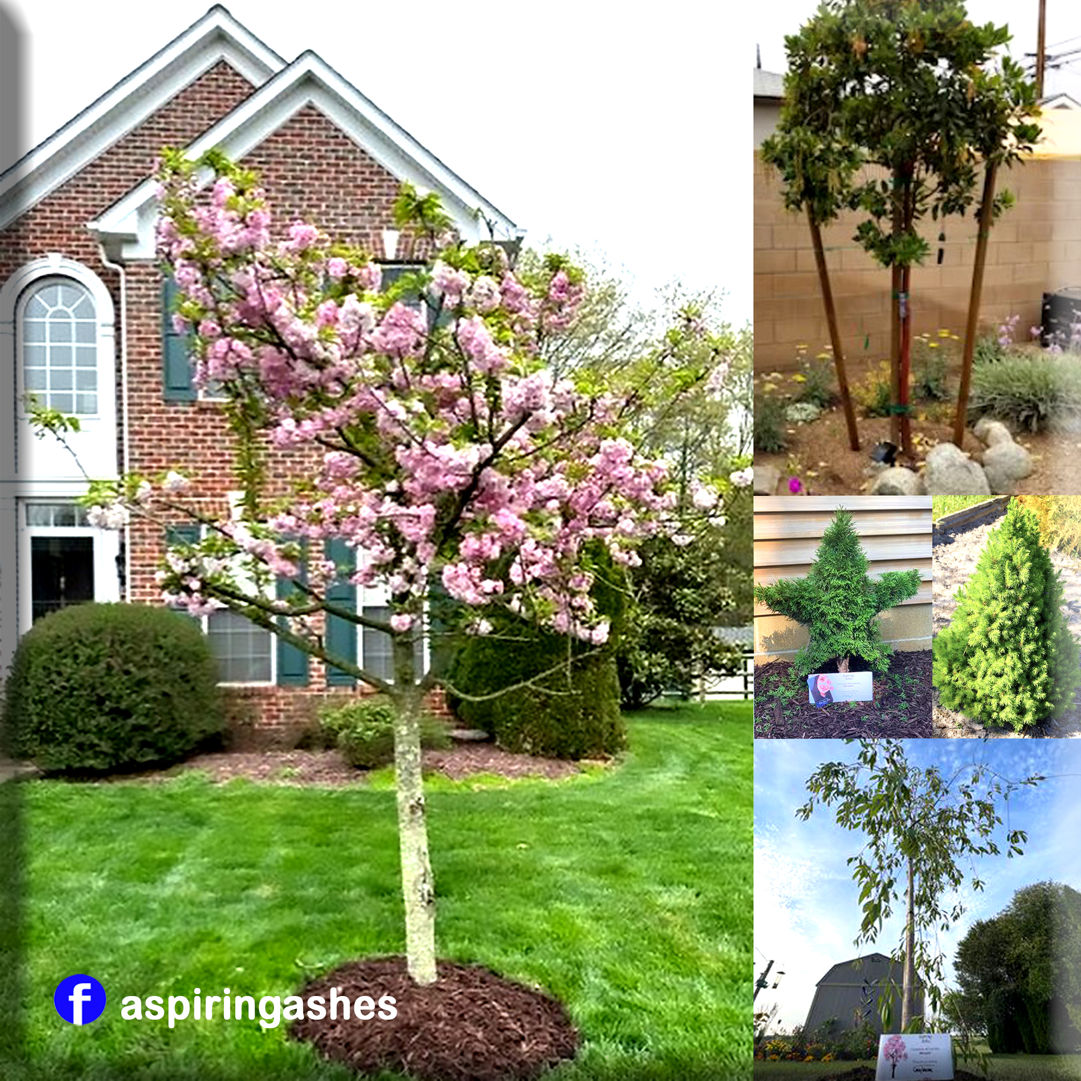 Collage of actual Aspiring Ashes Client's Living Memorials created with their cremation soil mix