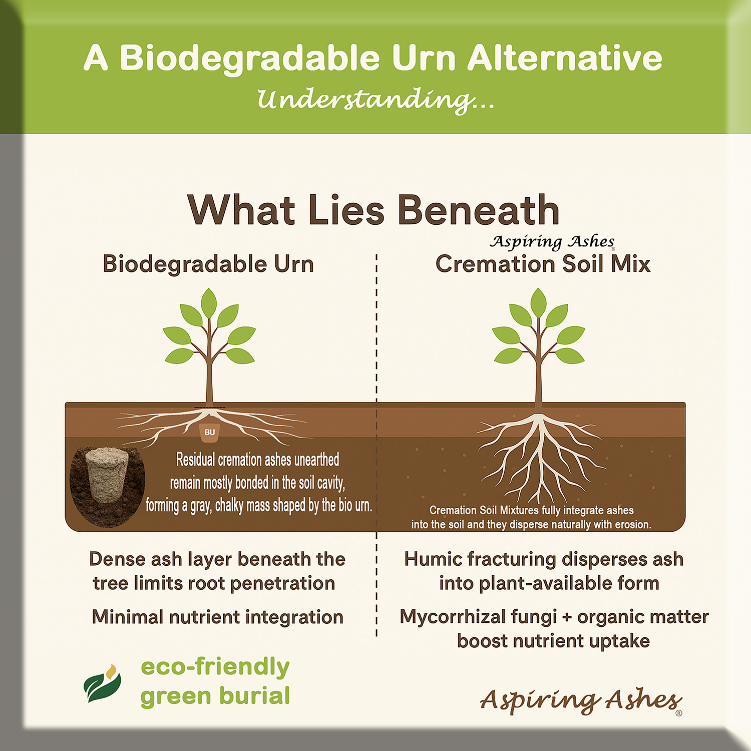 Side-by-side underground diagram comparing a biodegradable urn beneath a tree with cremation soil mixture spread through soil, showing different ash placement, root access and soil-integration claims.