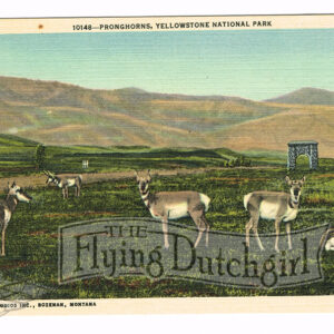 Vintage 1940’s “Pronghorns” Yellowstone National Park. Linen Postcard