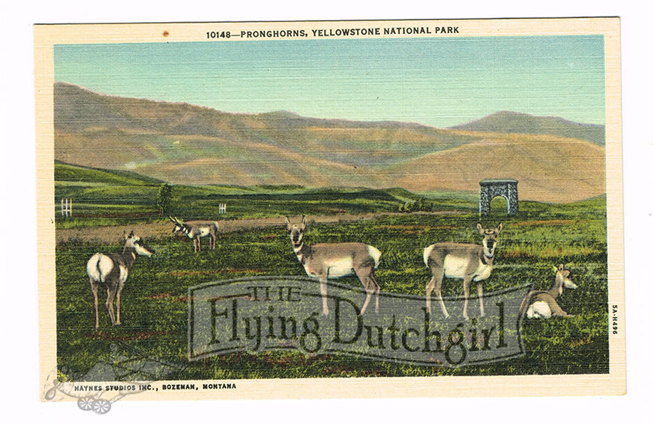 Vintage 1940's "Pronghorns" Yellowstone National Park. Linen Postcard