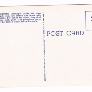Vintage 1940’s “Pronghorns” Yellowstone National Park. Linen Postcard
