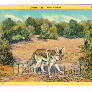 Vintage 1940’s “Desert Outlaw” The Coyote, Linen Postcard