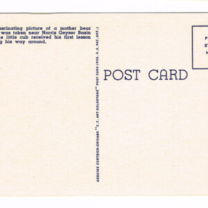 Vintage 1940’s “Mother Bear and Cubs” Yellowstone National Park. Linen Postcard