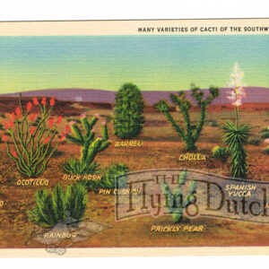 Vintage 1940’s “Cacti” Southwest, U.S.A. Linen Postcard