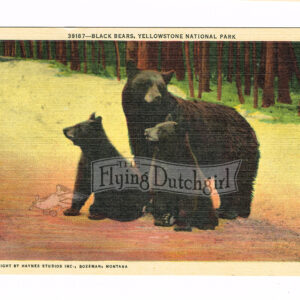 Vintage 1940’s “Black Bears” Yellowstone, National Park. Linen Postcard