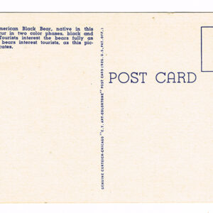 Vintage 1940’s “Black Bears” Yellowstone, National Park. Linen Postcard