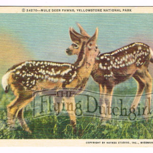 Vintage 1940’s “Mule Deer Fawns” Yellowstone National Park, Linen Postcard