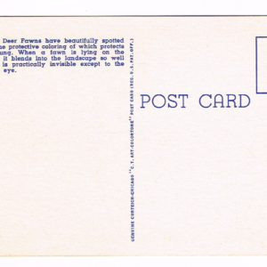 Vintage 1940’s “Mule Deer Fawns” Yellowstone National Park, Linen Postcard