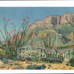 Vintage 1940’s “Ocotillo Cactus” Southwest. Linen Postcard
